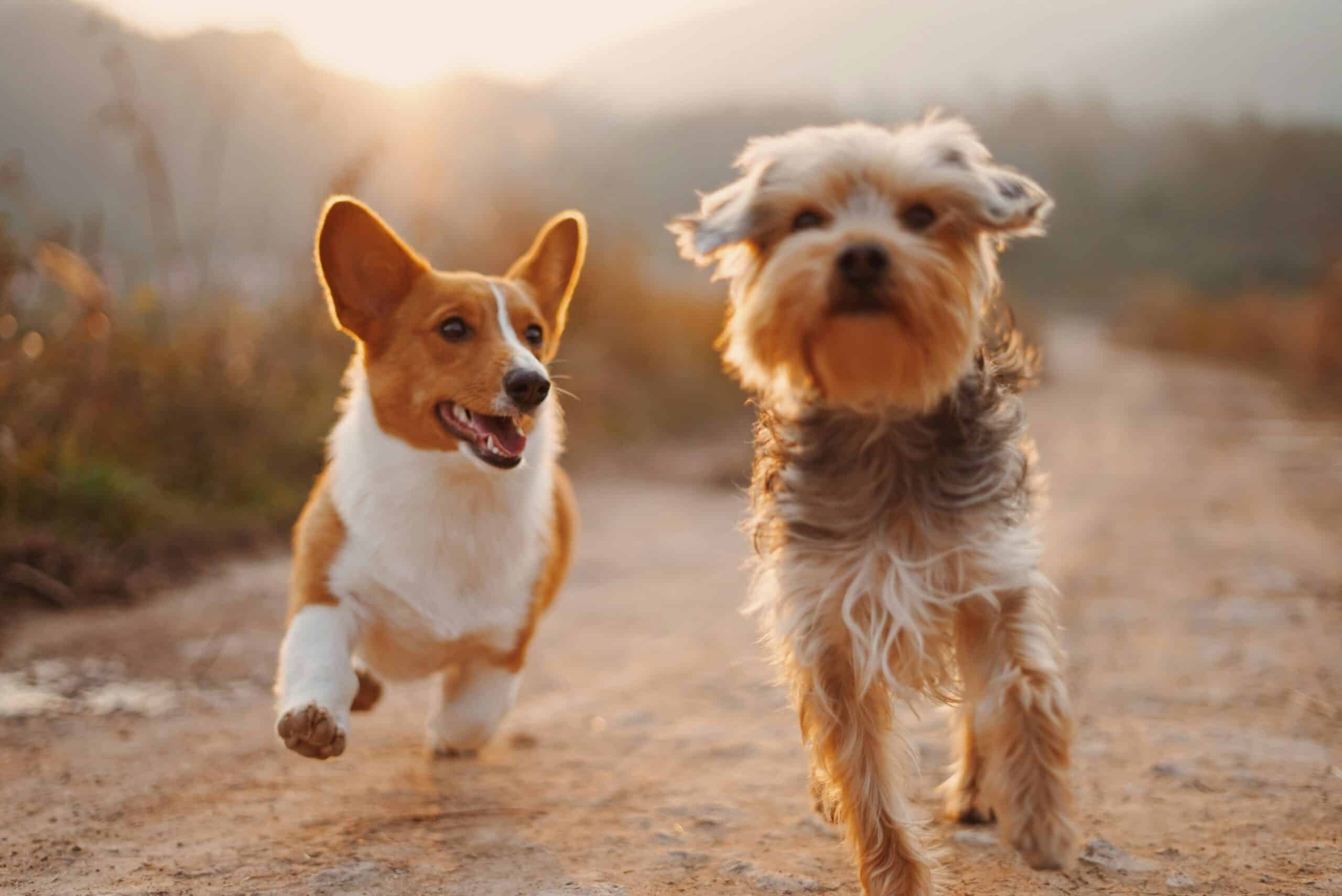 Why Do Dogs Get the Zoomies: Midnight Madness