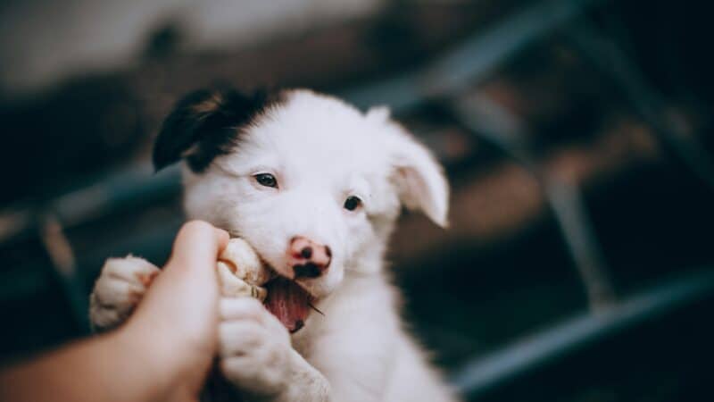 why does your puppy bite everything?