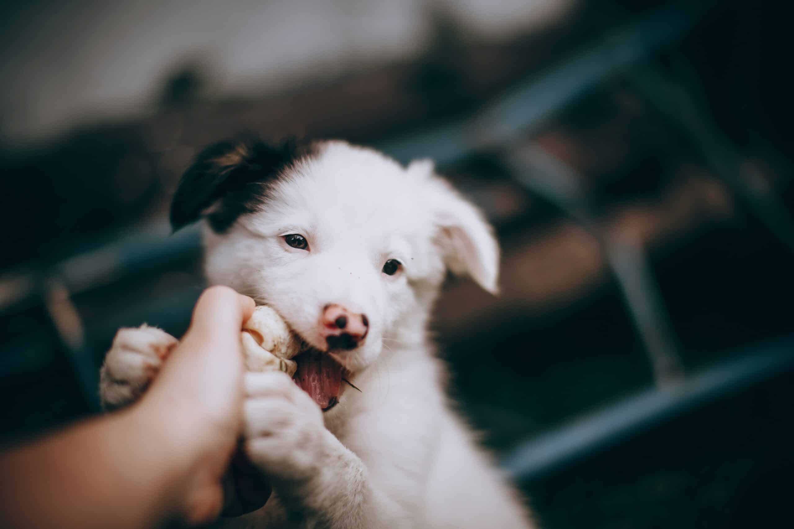 Why Puppies Bite Everything & How to Stop It