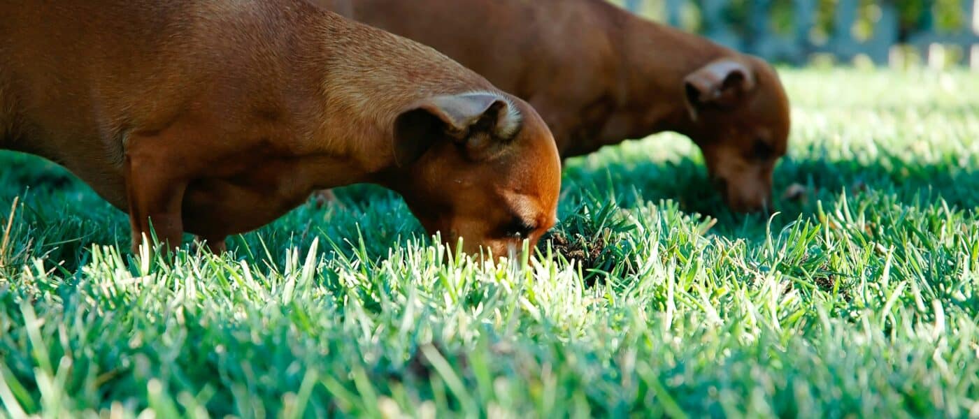 Why Dogs Eat Grass: Surprising Science