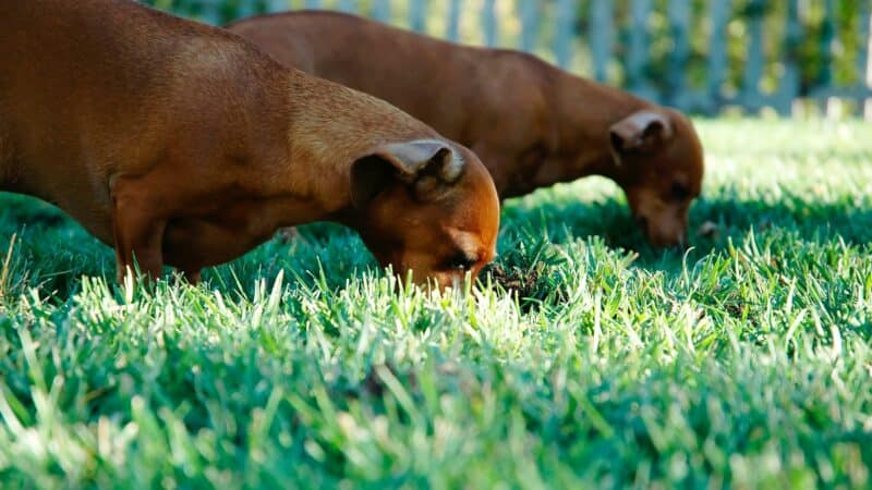 why dogs eat grass