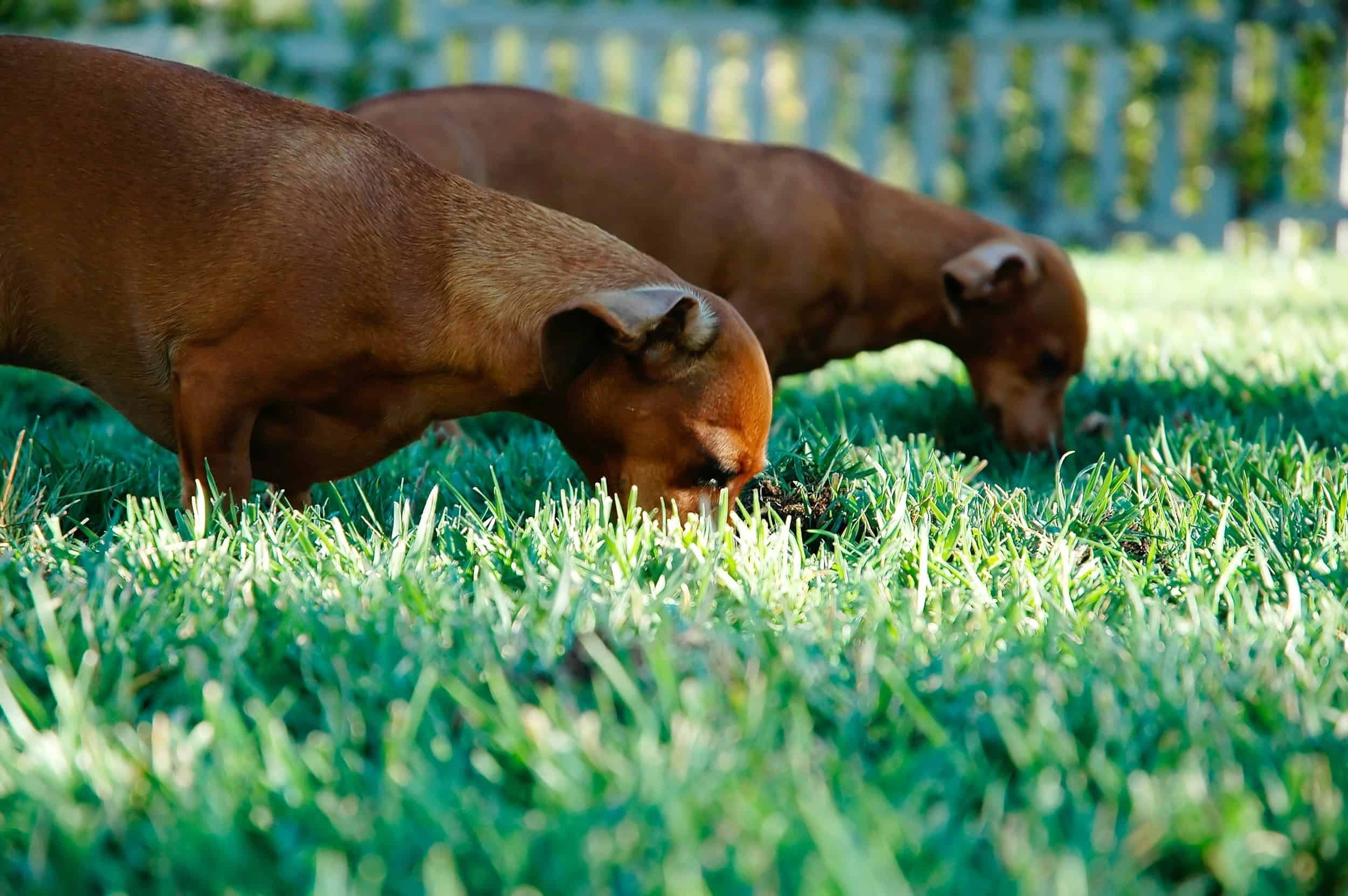 Why Dogs Eat Grass: Surprising Science
