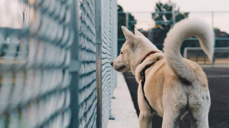 why dogs wag tails