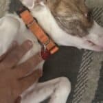 an anxious dog getting a bellyrub