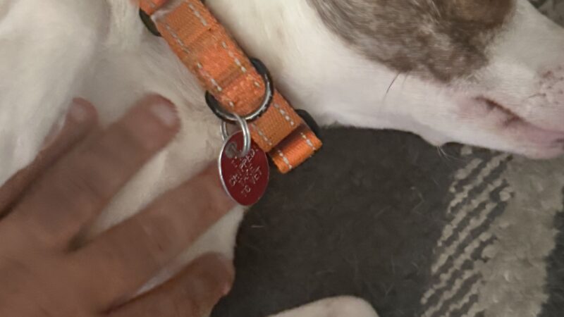 an anxious dog getting a bellyrub