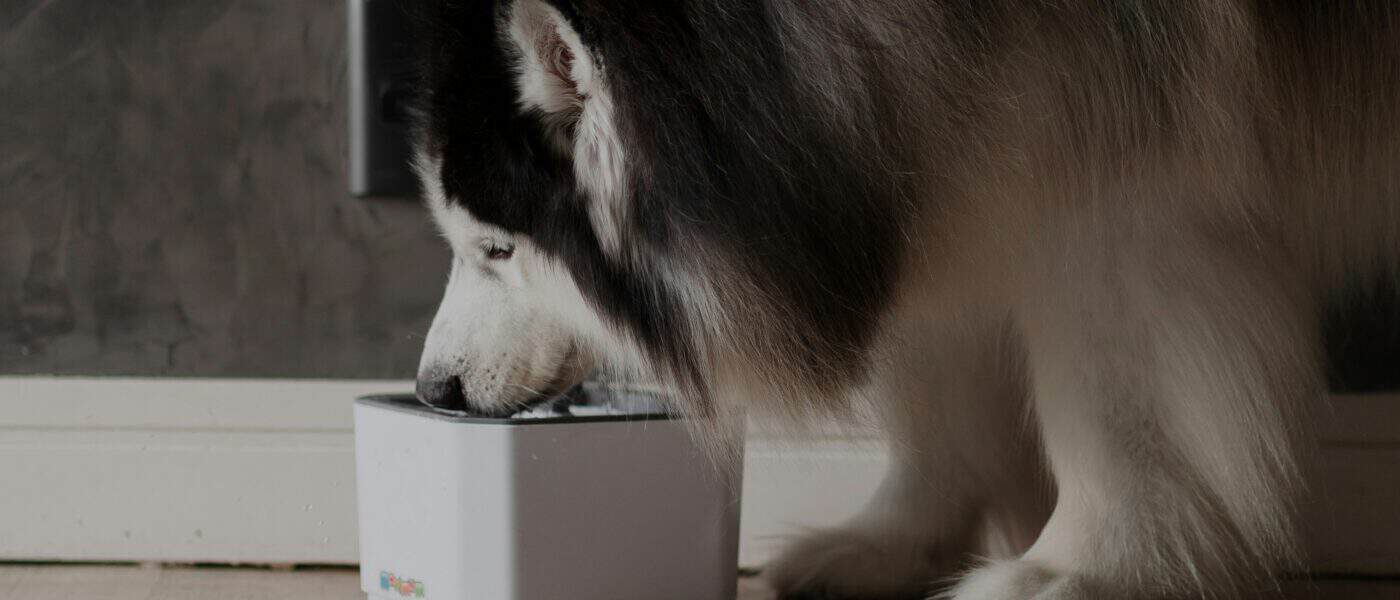 Gravity vs Automatic Dog Feeder in 2026: Which Should You Buy?