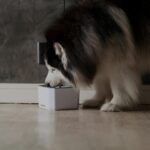 an automatic dog feeder