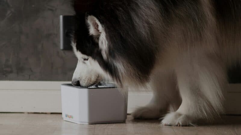 an automatic dog feeder