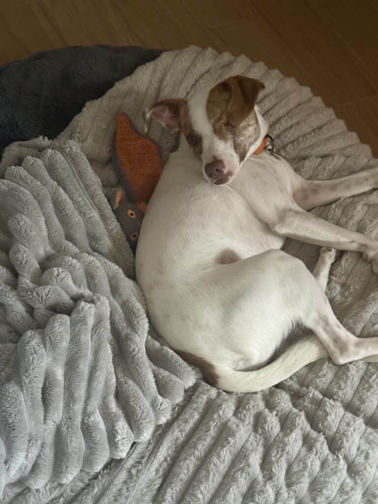 a dog bed in home worth spending