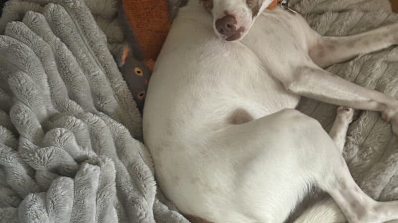 a dog bed in home worth spending