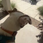 making sure dog is safe carrying above hot pavement