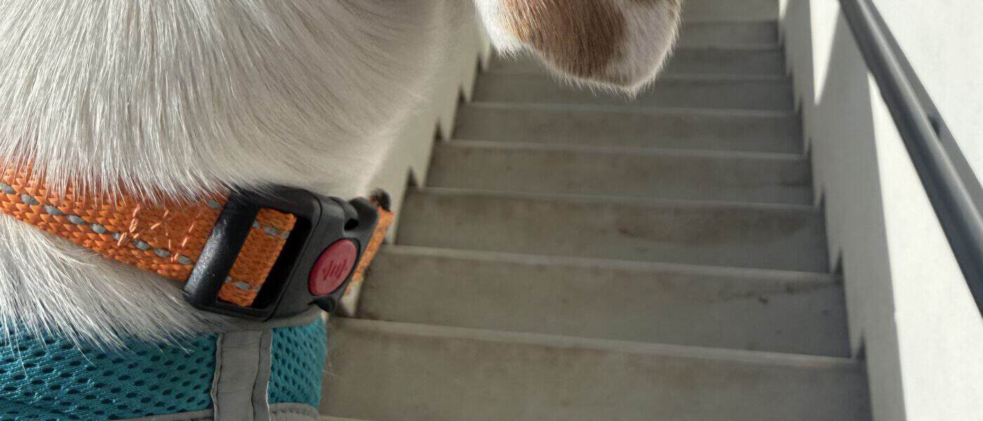 How to Carry a Small Dog Up and Down Stairs: Safe Carry