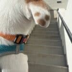 carrying a dog down stairs
