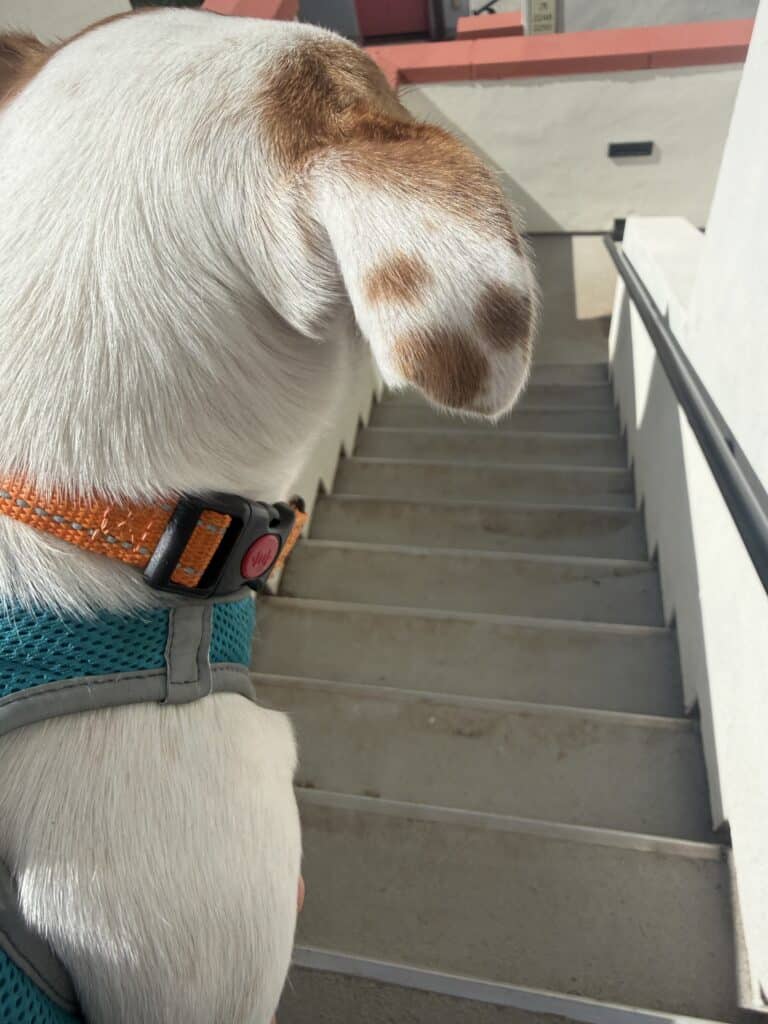 carrying a dog down stairs