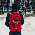 a cat backpack carrier