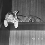 cat climbing shelf in home