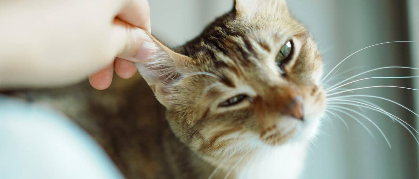 Best Cat Ear Cleaning Solutions in 2026: Routine Maintenance and Knowing When to Stop