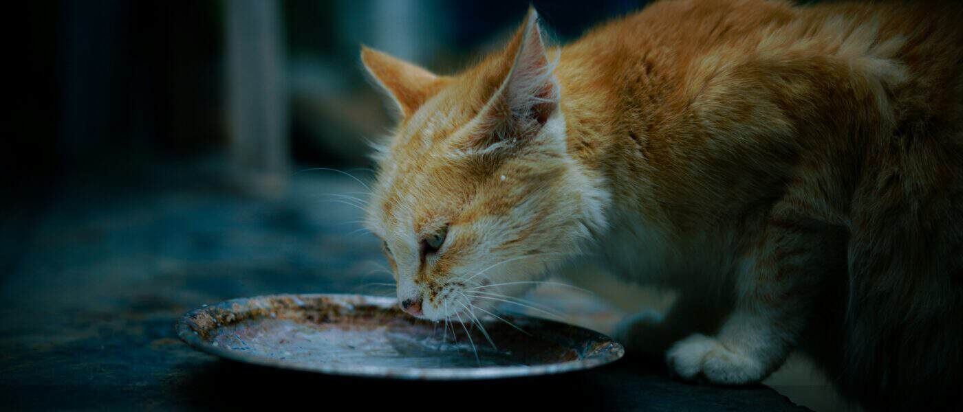 Wet vs Dry Cat Food: Which One Your Cat Actually Needs