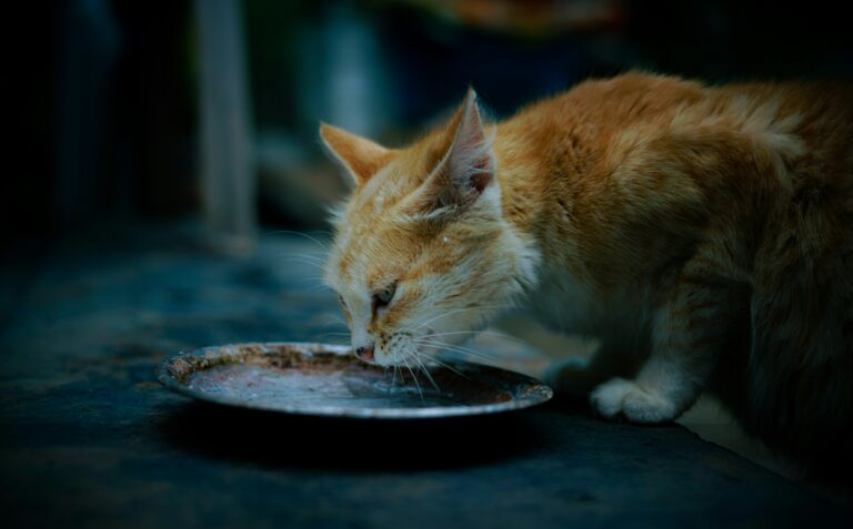 a cat eating upclose