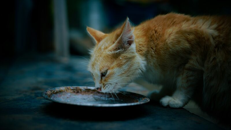 a cat eating upclose