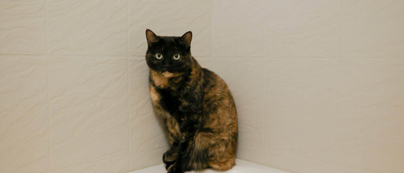 Why Does My Cat Follow Me to the Bathroom: The Real Reasons