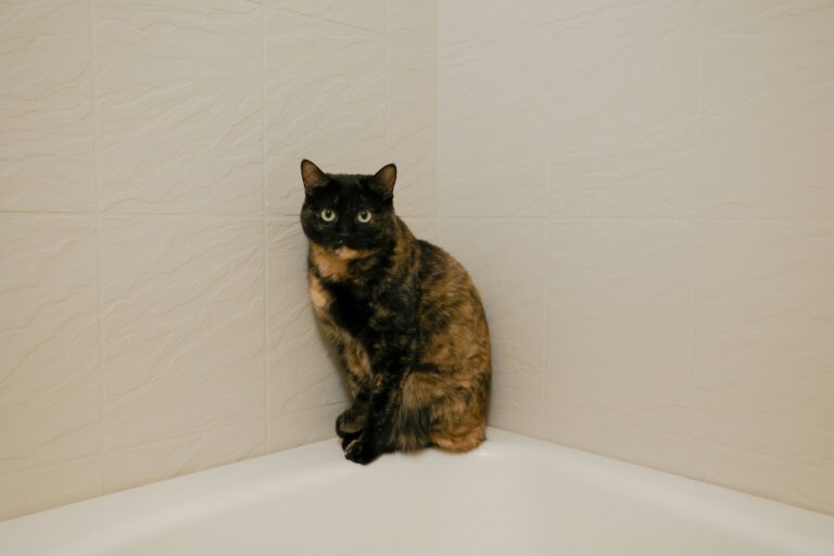 a cat in the bathroom following their owner
