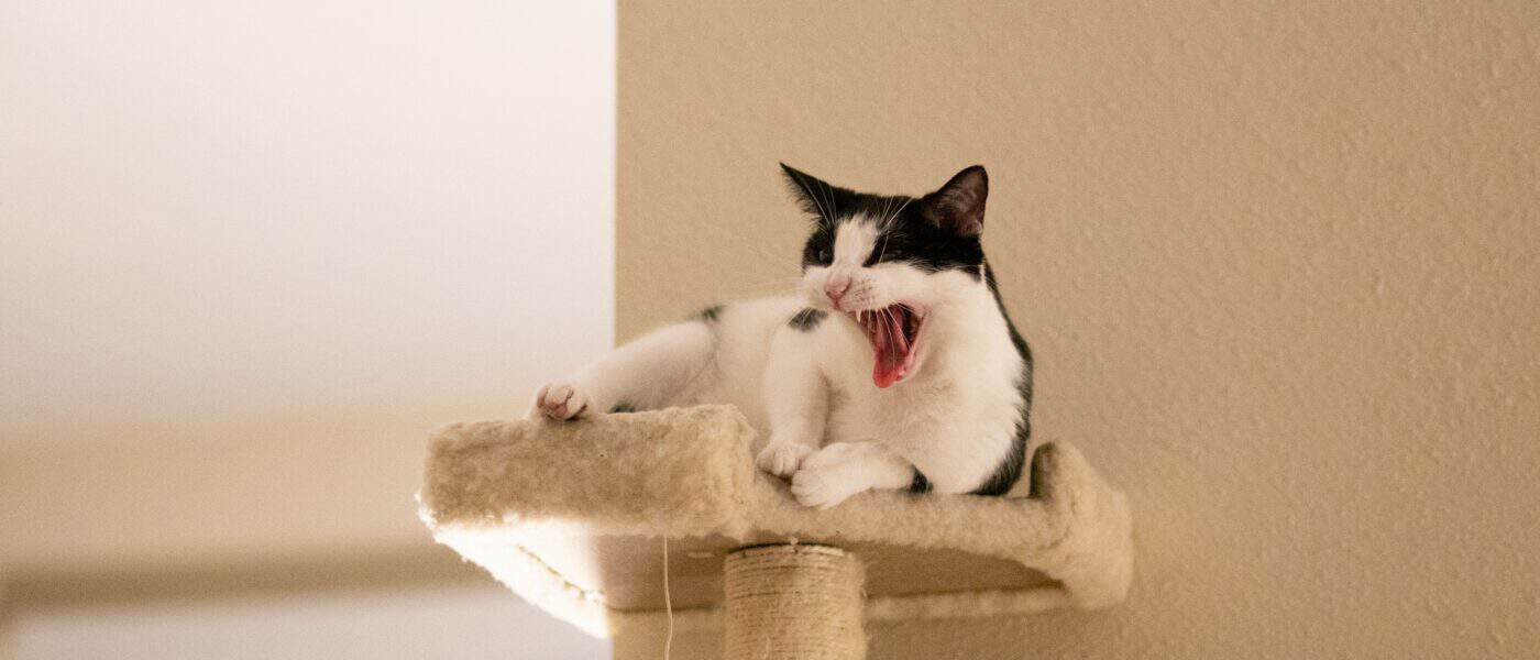 How to Choose a Cat Tree: Height, Stability, and What Your Cat Uses