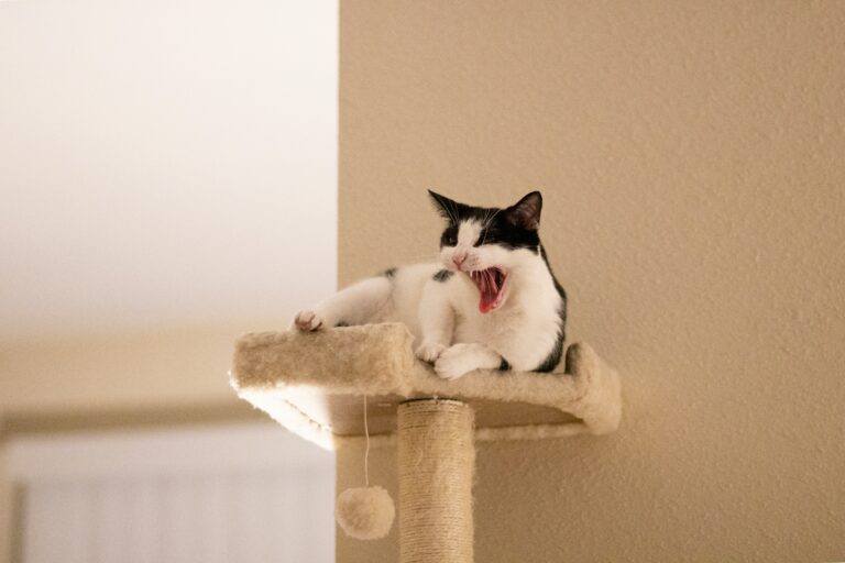 a cat tree in home