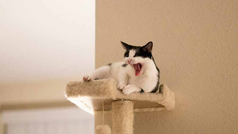 a cat tree in home