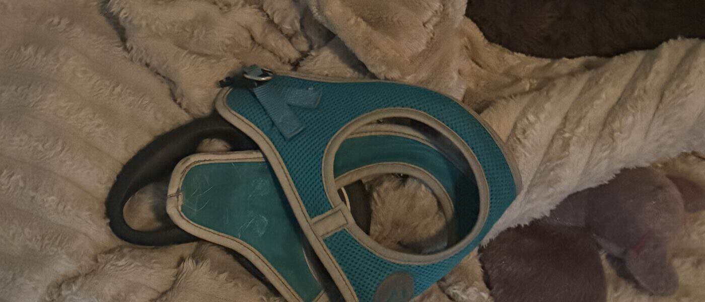 Common Dog Gear Mistakes: Buying Wide, Buying Cheap, and Buying Early