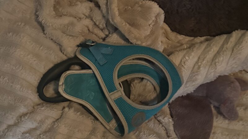 common dog gear