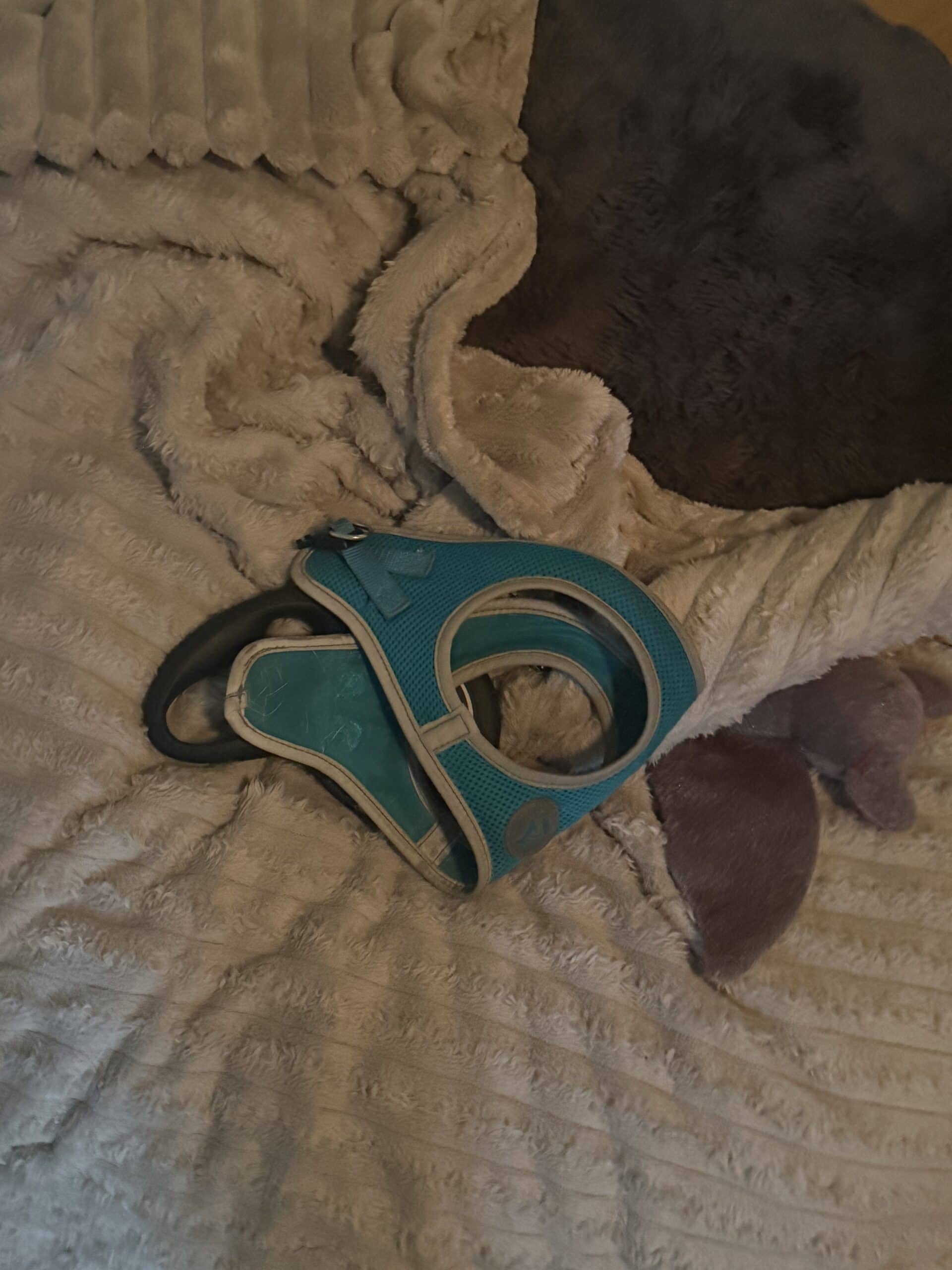 Common Dog Gear Mistakes: Buying Wide, Buying Cheap, and Buying Early