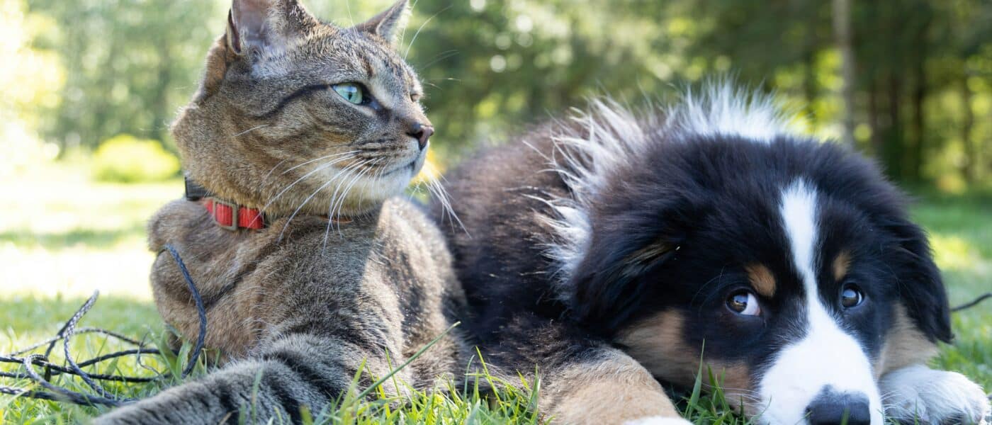 How to Introduce a Dog and Cat in 2026: A Calm, Step-by-Step Guide