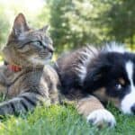 a dog and cat in a field