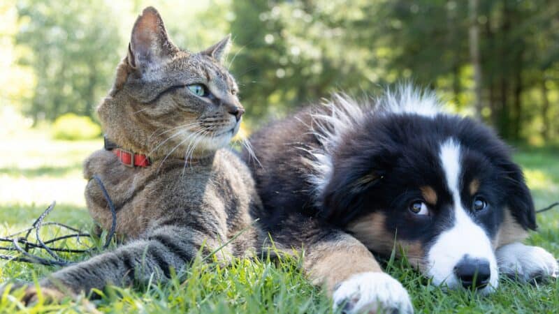a dog and cat in a field