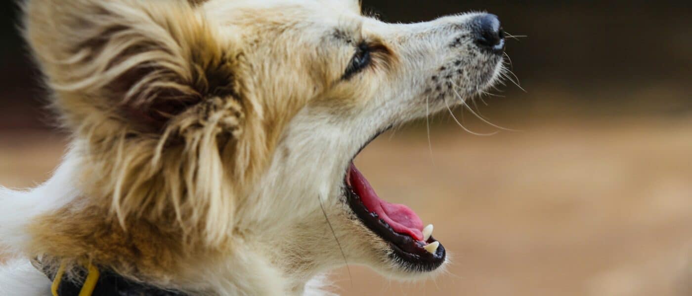 Why Does My Dog Have Bad Breath? Common Causes and When to See a Vet