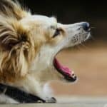 a dog with bad breath