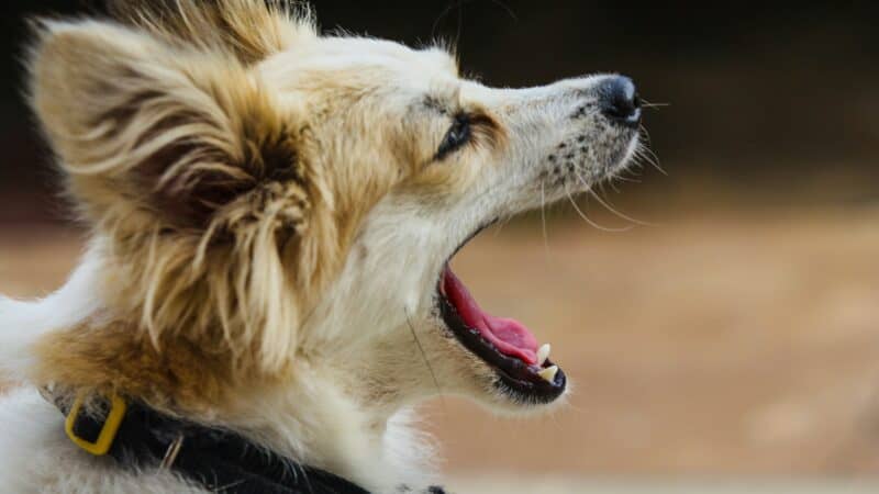 a dog with bad breath