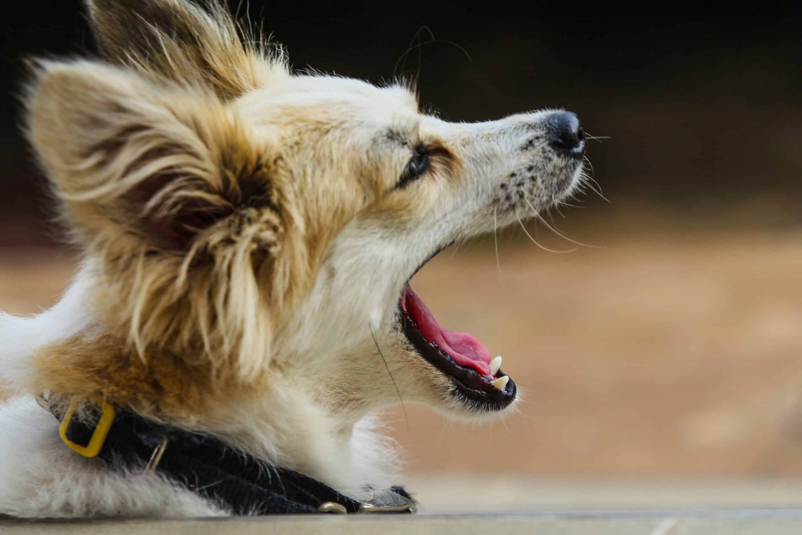 Why Does My Dog Have Bad Breath? Common Causes and When to See a Vet