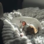 a dog bed in an apartment corner