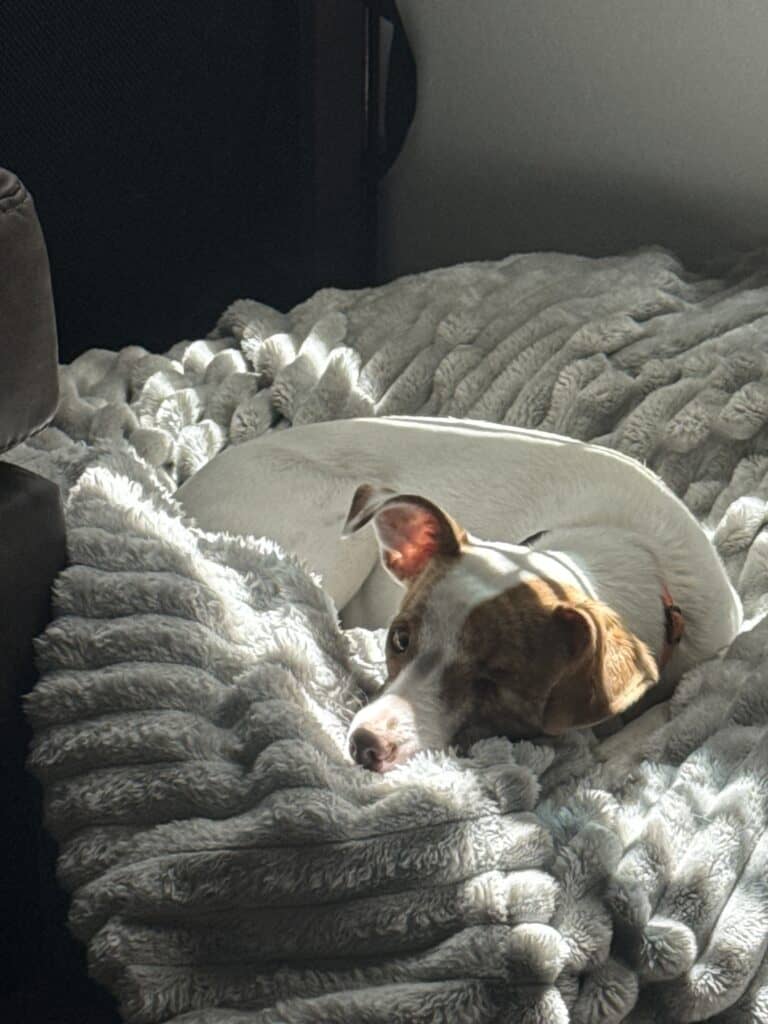 a dog bed in an apartment corner