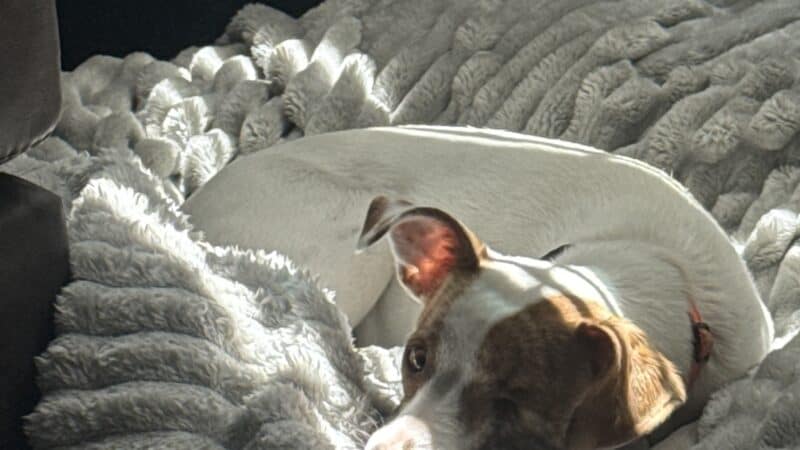 a dog bed in an apartment corner