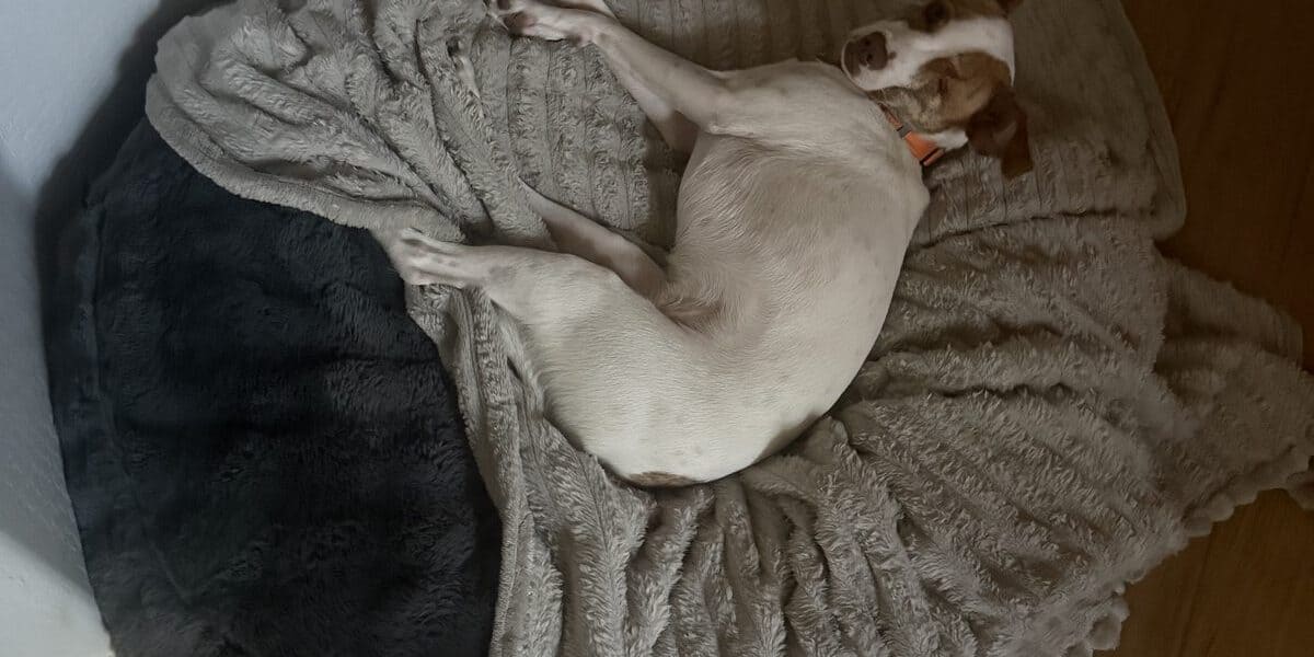How Often Should You Replace a Dog Bed?