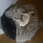 a dog bed in use in home