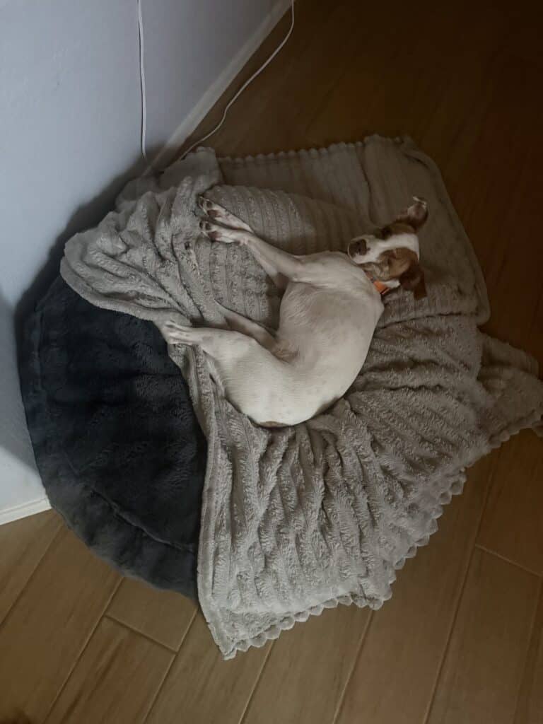 a dog bed in use in home