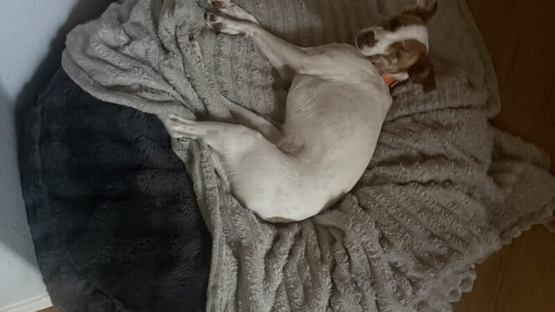 a dog bed in use in home