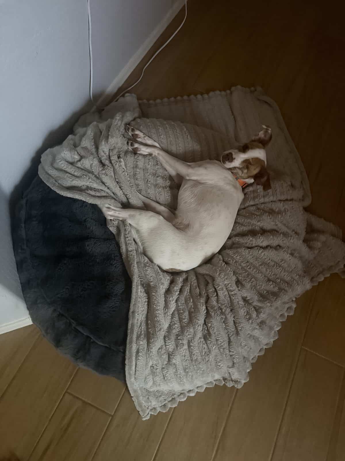 How Often Should You Replace a Dog Bed?