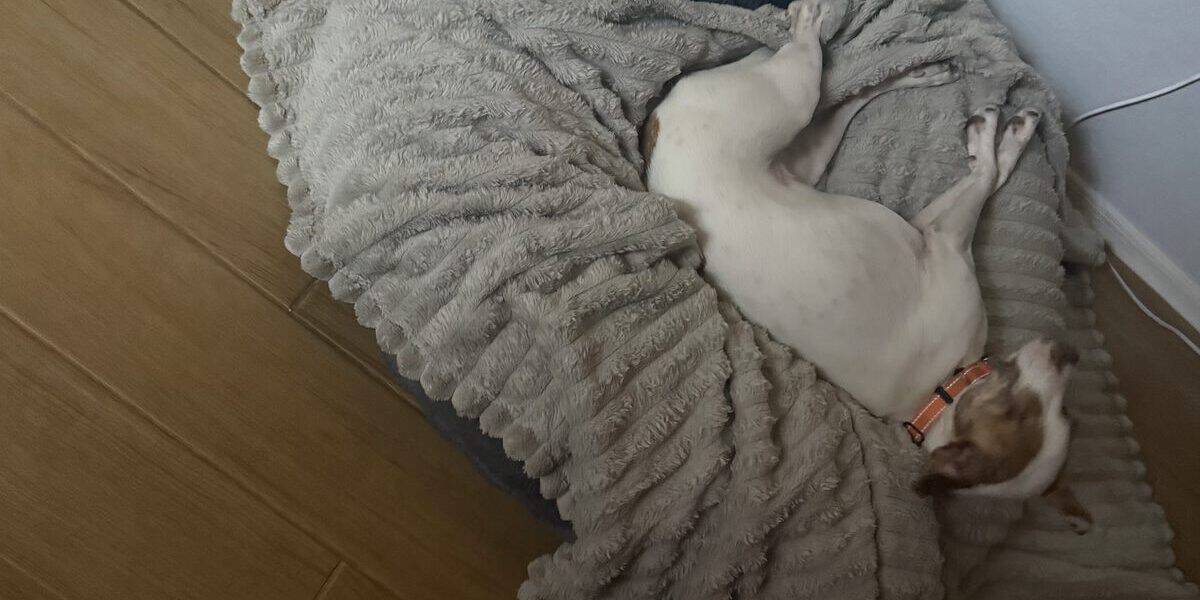What Size Dog Bed Do I Need?