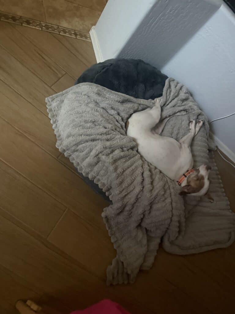 a dog bed in home with dog on it