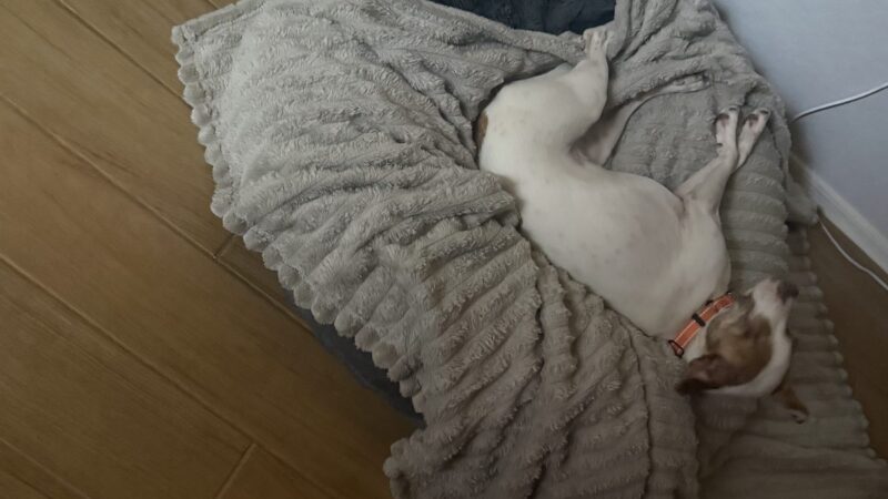 a dog bed in home with dog on it